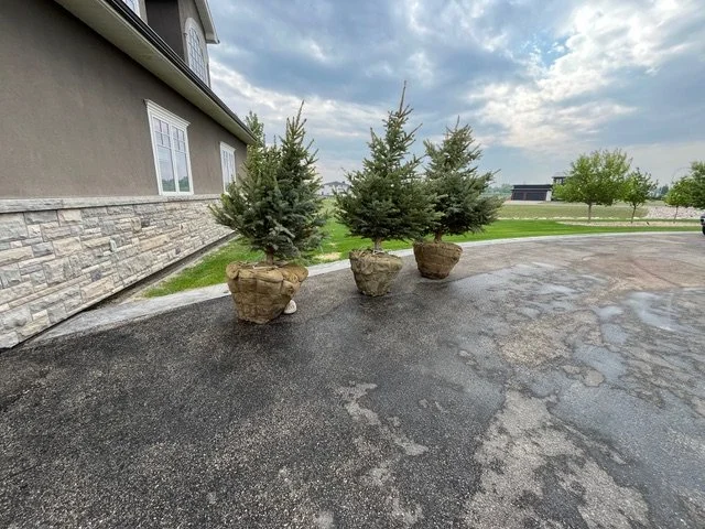 Three small evergreen trees in large flower pots placed on a paved driveway near a house with gray siding and a stone facade, with a grassy lawn and cloudy sky in the background.