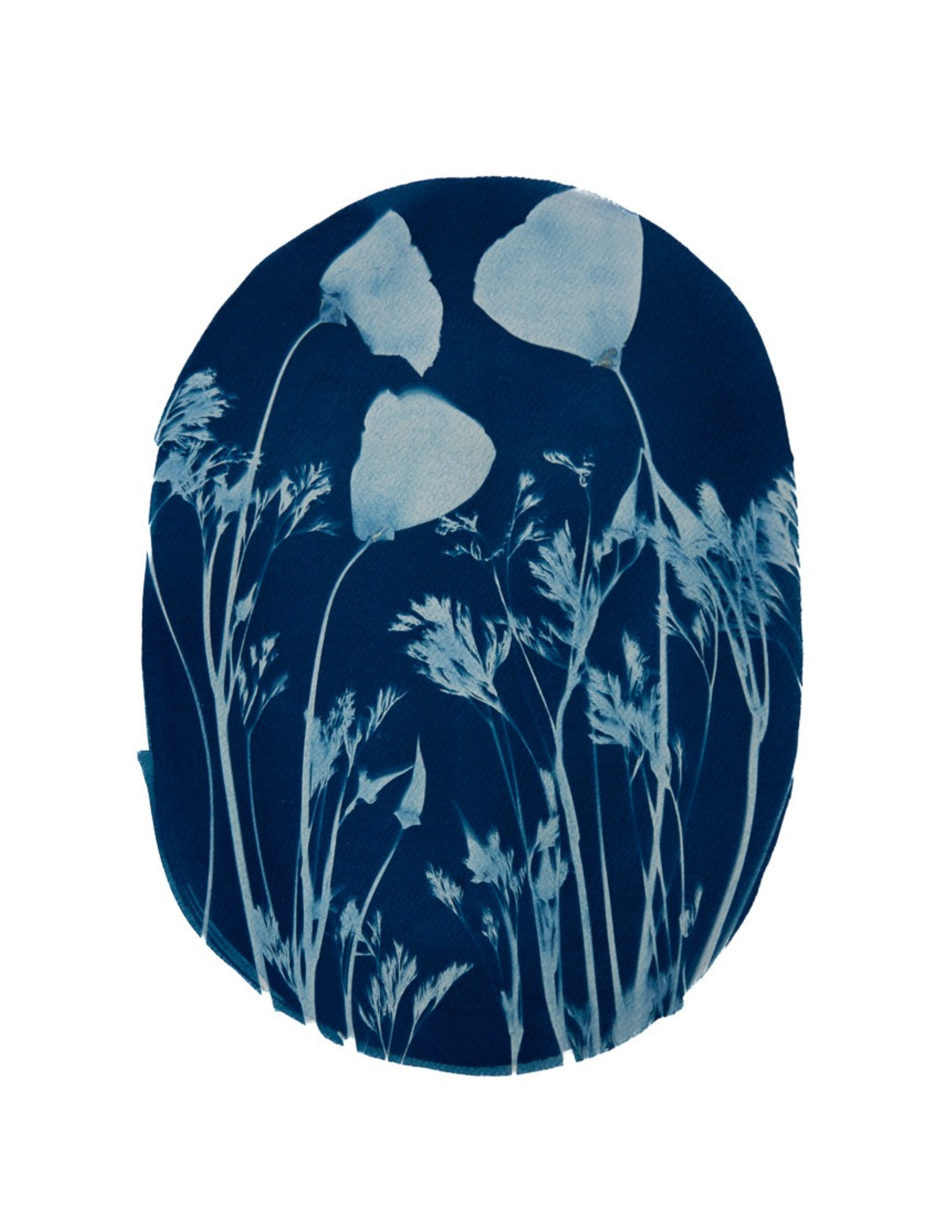 Giant California Poppies (Oval) – Katharine T. Jacobs