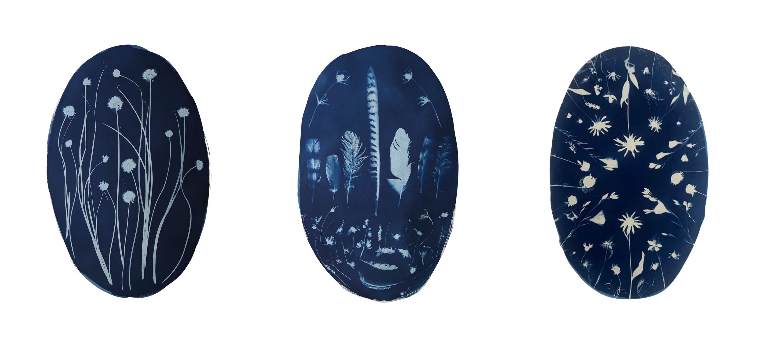 SOFT & WILD: BOTANICAL CYANOTYPES BY KATHARINE T. JACOBS