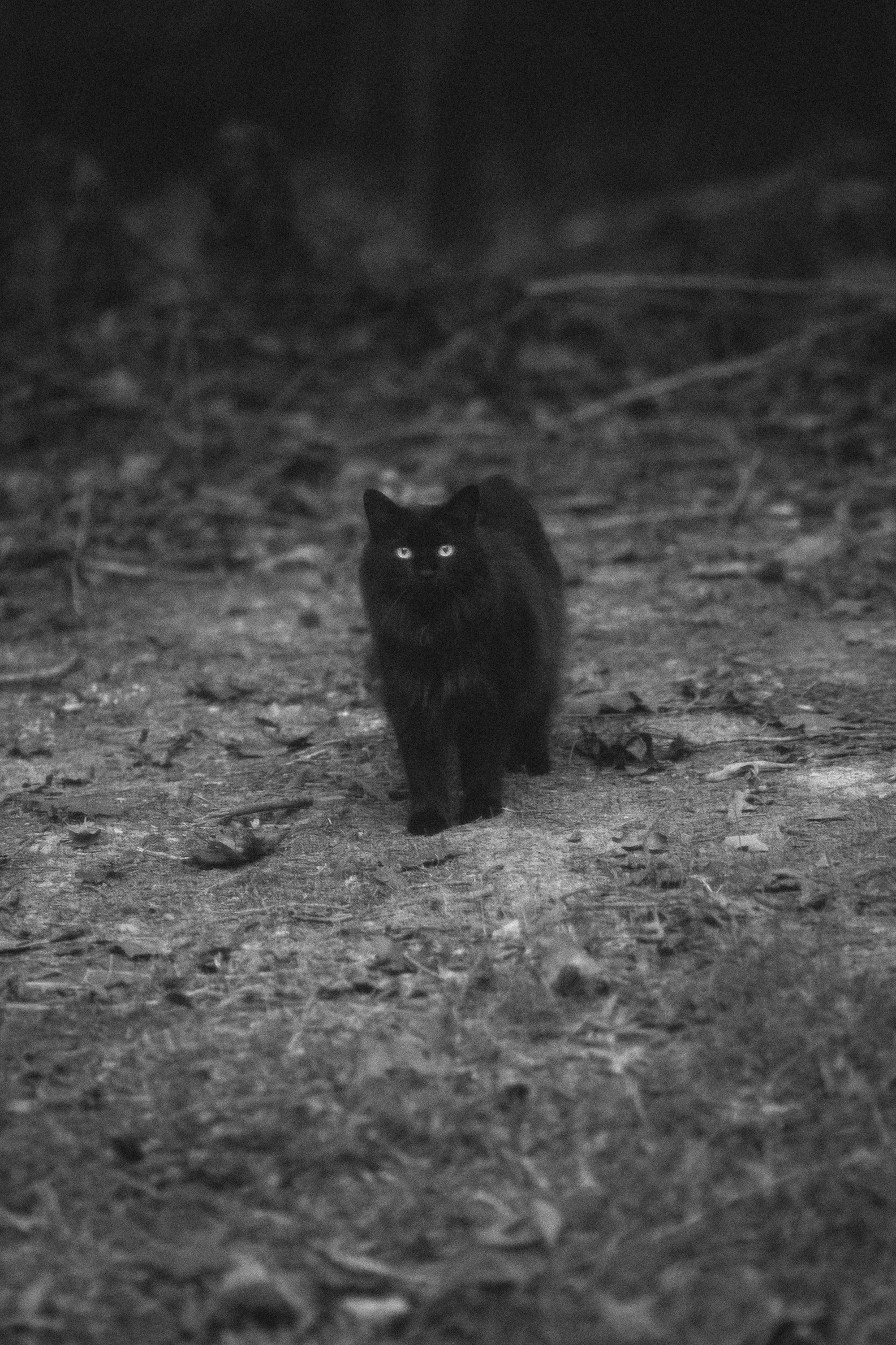 "Familiar" by photographer Allie Mullin | Allie's 31 Days of Halloween at Main Street Station Gallery | The Crone House in Richmond, VA