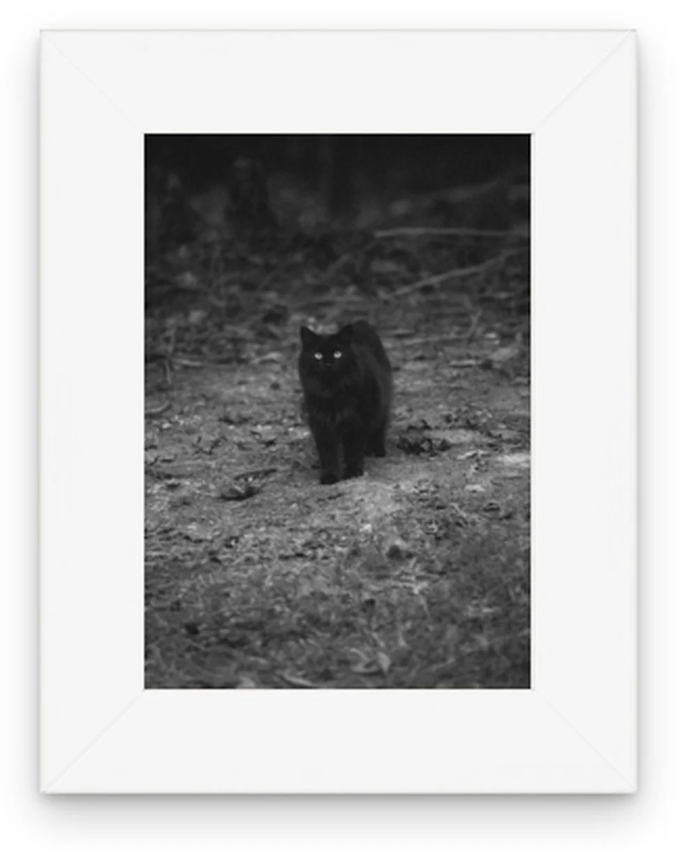 "Familiar" by photographer Allie Mullin | Allie's 31 Days of Halloween at Main Street Station Gallery | The Crone House in Richmond, VA