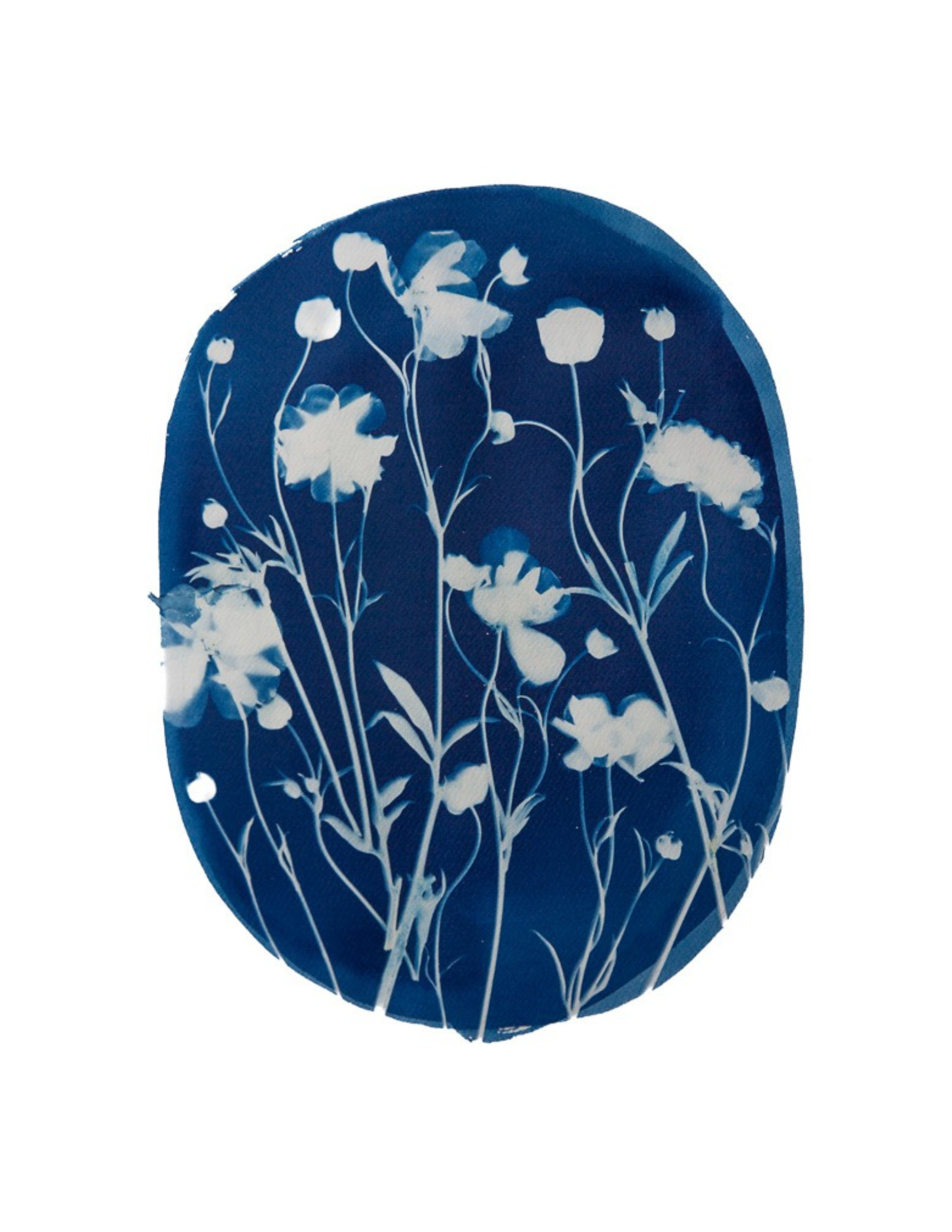 Butterfly Ranunculus Oval – Katharine T. Jacobs