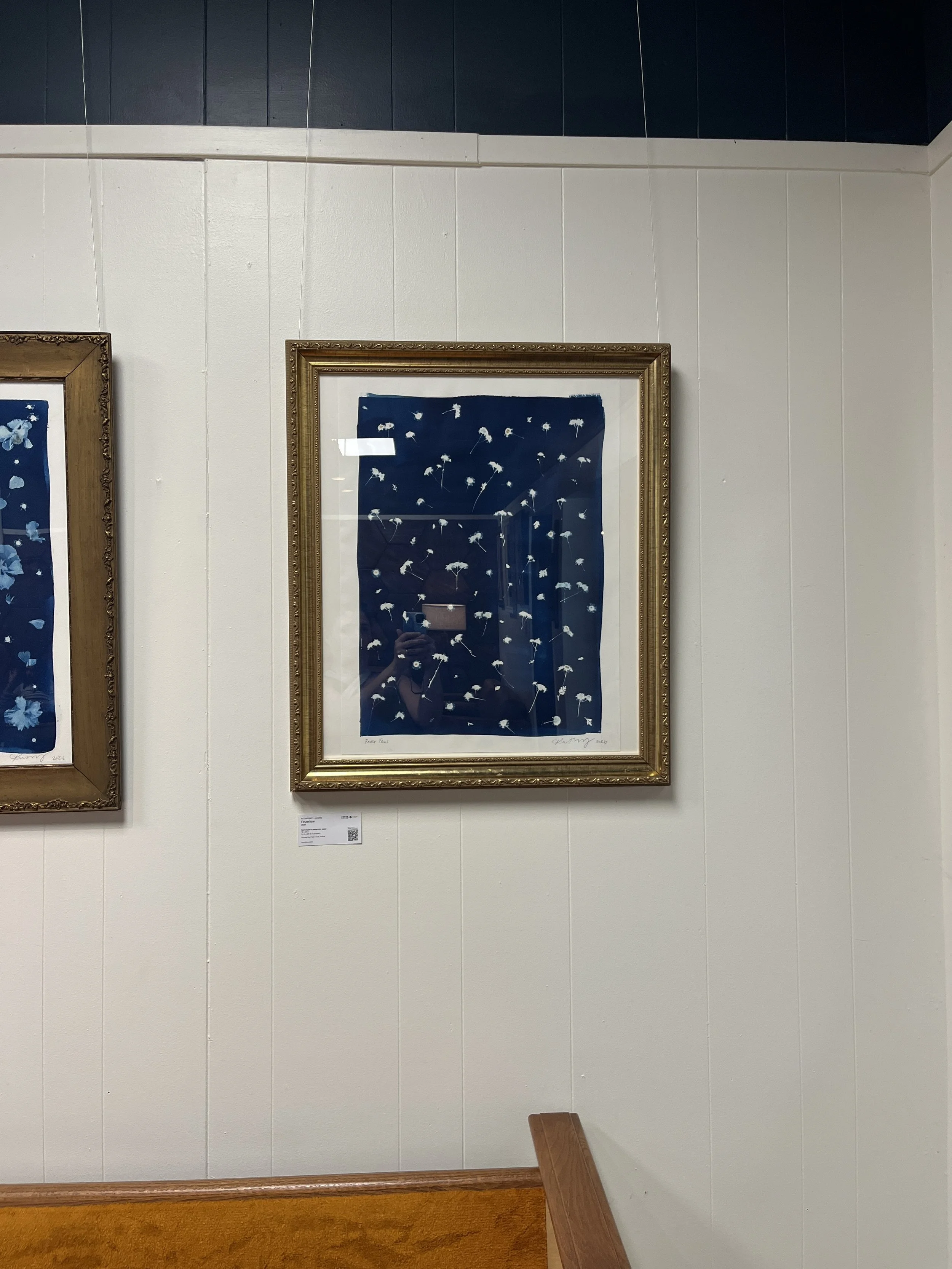 "Feverfew" | Cyanotype by Katharine T. Jacobs at Blue Bee Cider | Crone House in Richmond, VA