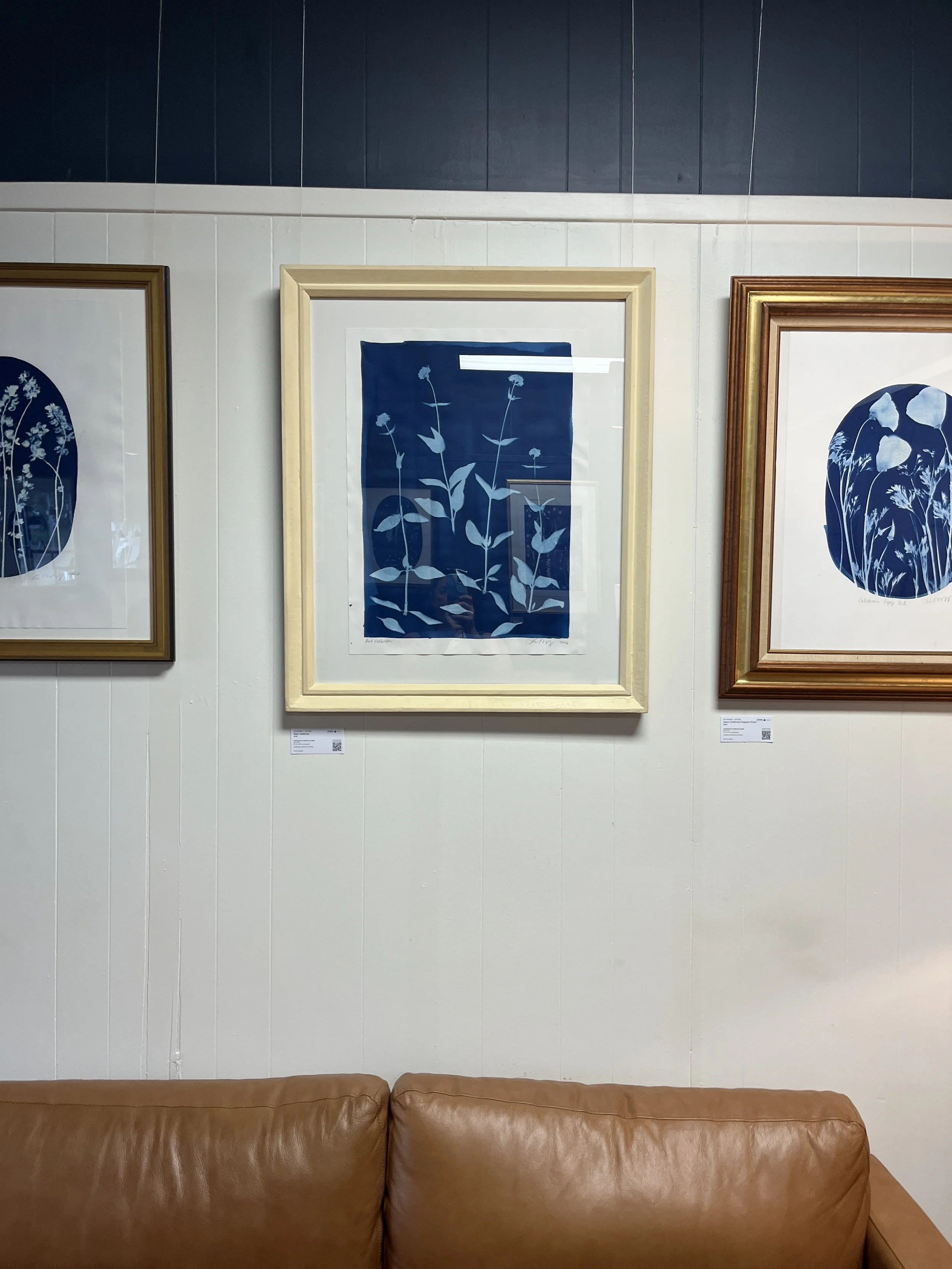 Red-Valerian-fram"Red Valerian" | Cyanotype by Katharine T. Jacobs at Blue Bee Cider | Crone House in Richmond, VAed-02.jpg
