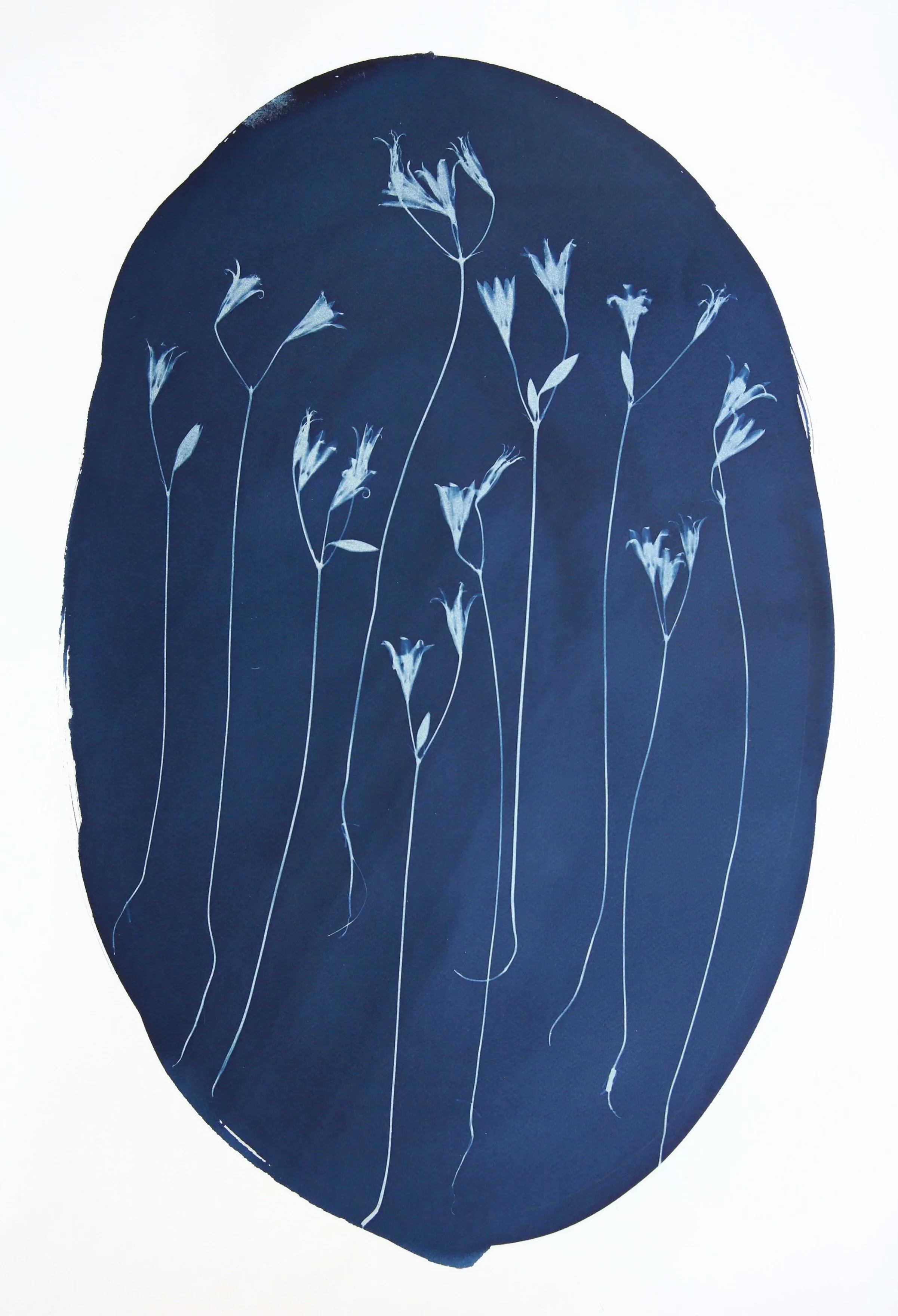 Brodiaea – Katharine T. Jacobs