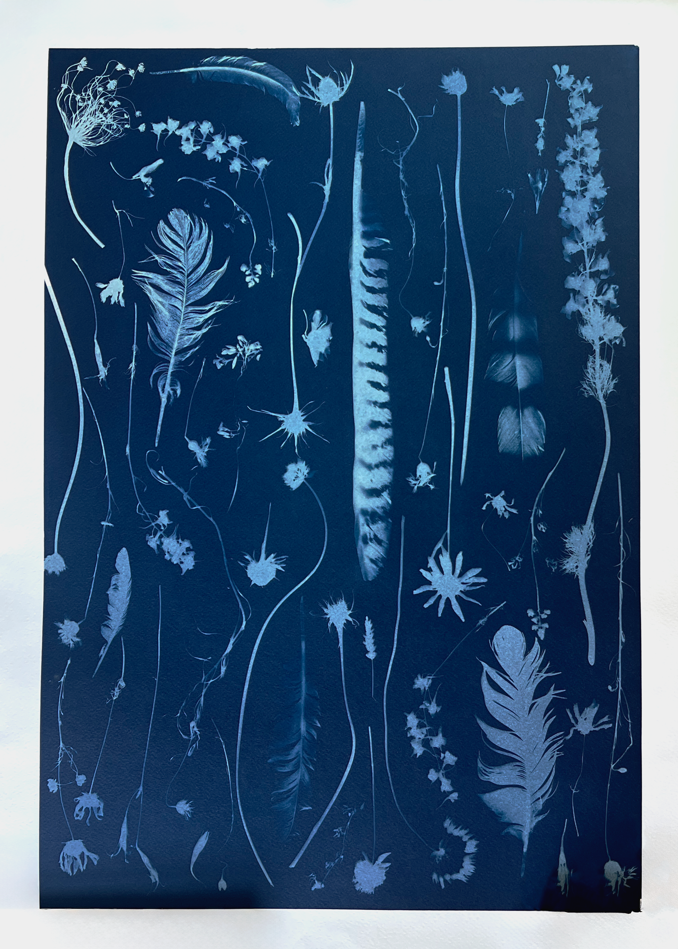 "Collection", botanical cyanotype by Katharine T. Jacobs | Crone House, Richmond, VA