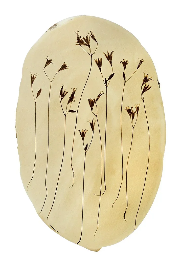 Cyanotype Botanical Reproduction Prints – Katharine T. Jacobs
