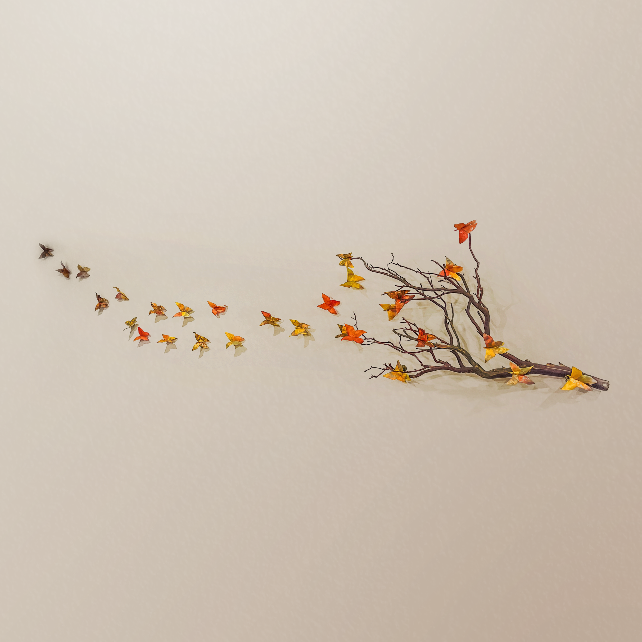 Butterflies.png