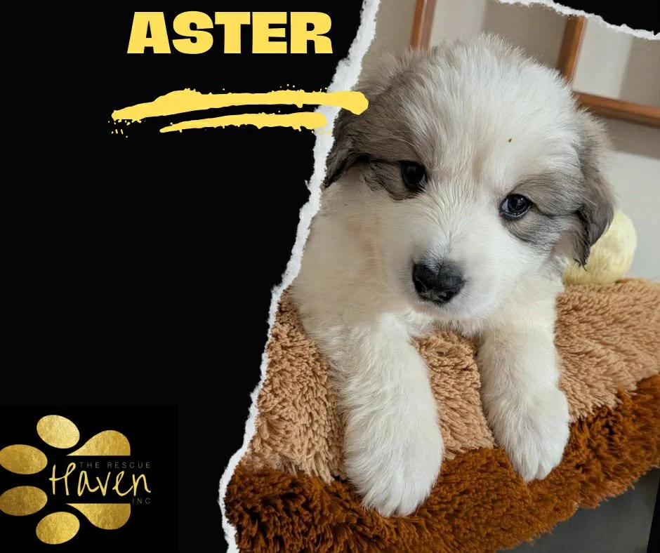 Aster