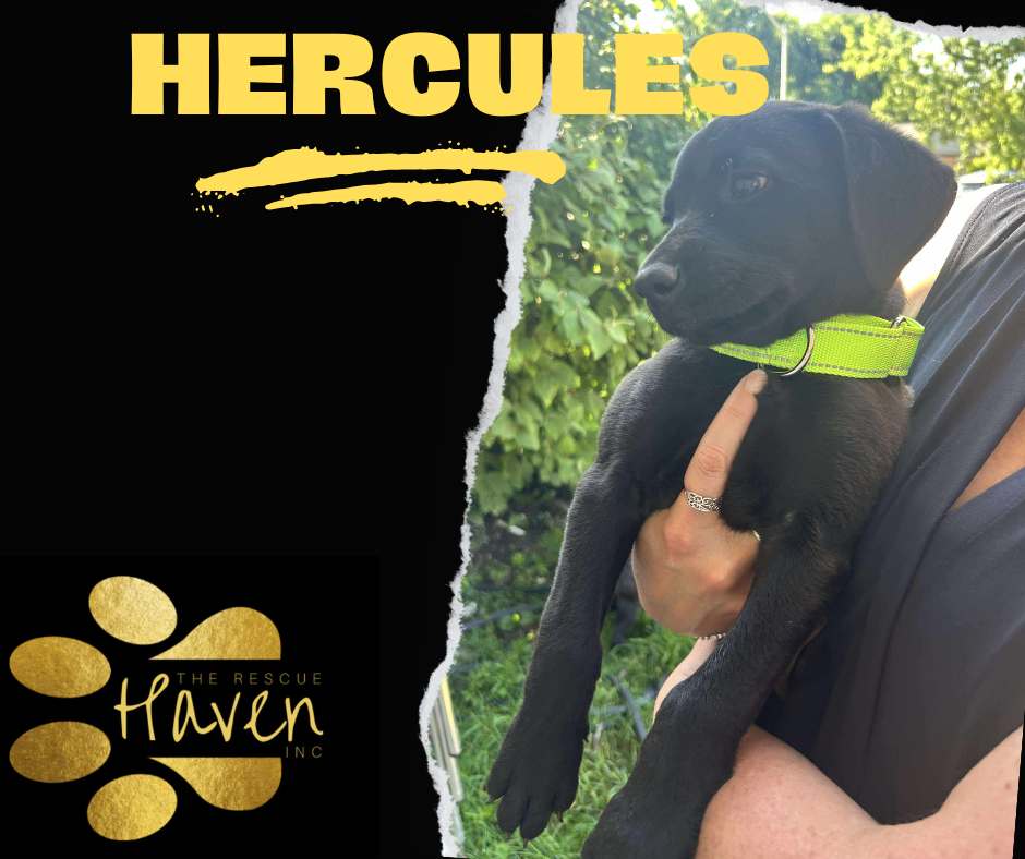 Hercules