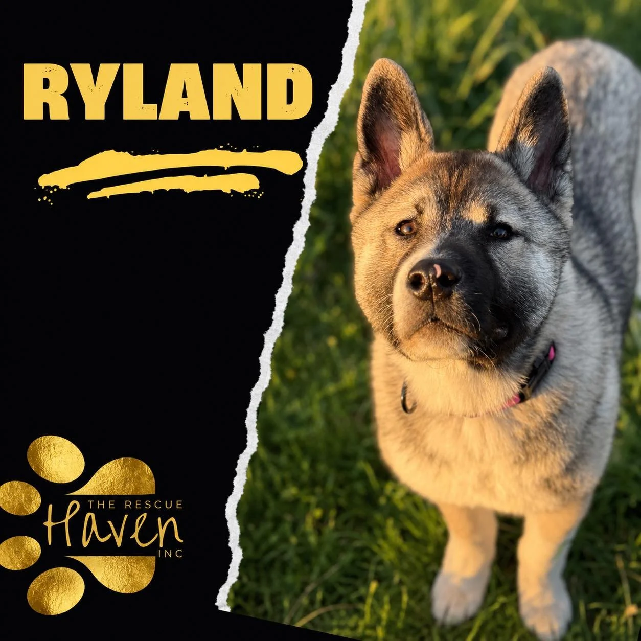 Ryland