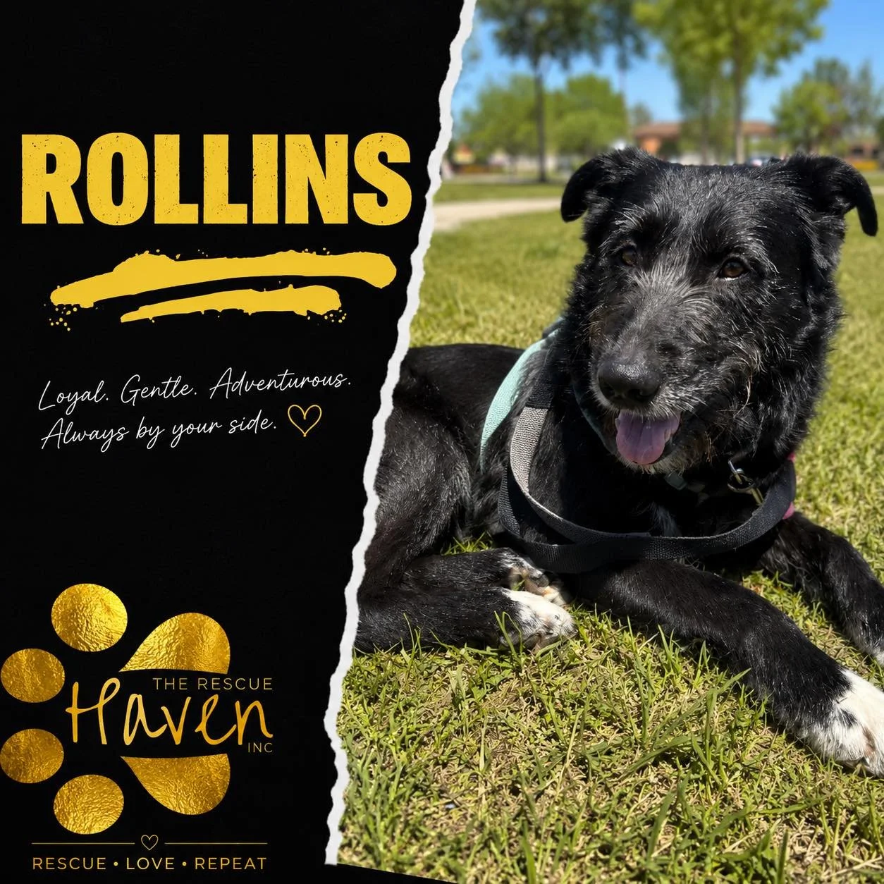 Rollins