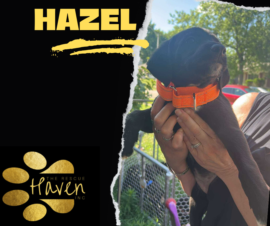Hazel