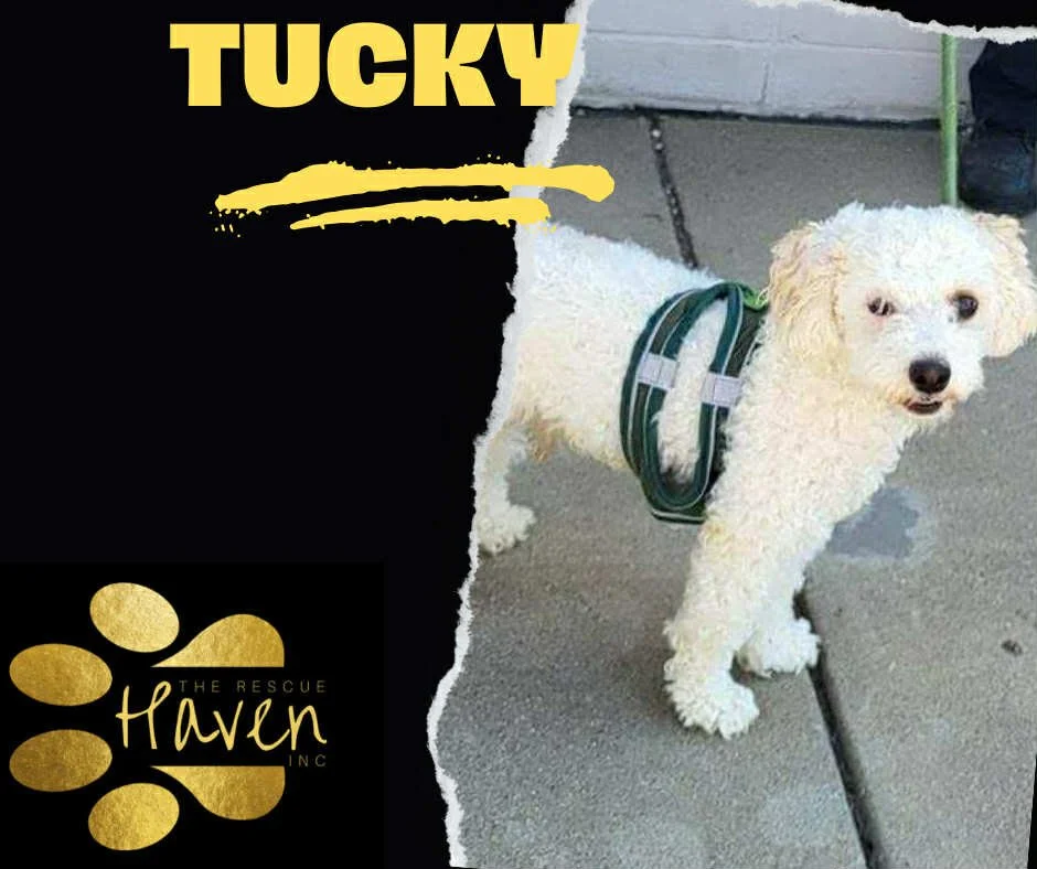 Tucky