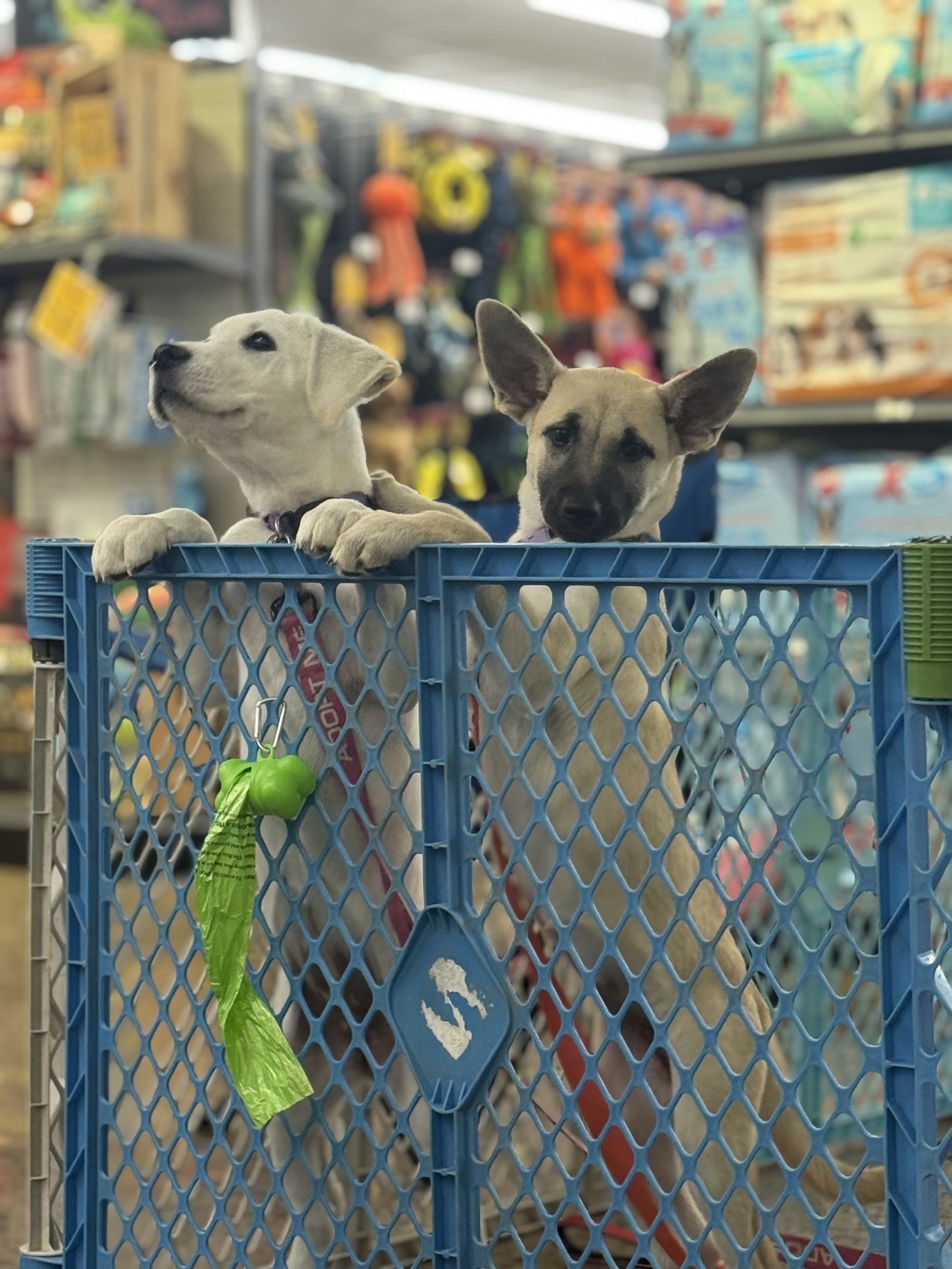 Labor Less. Love More. Adoption Event