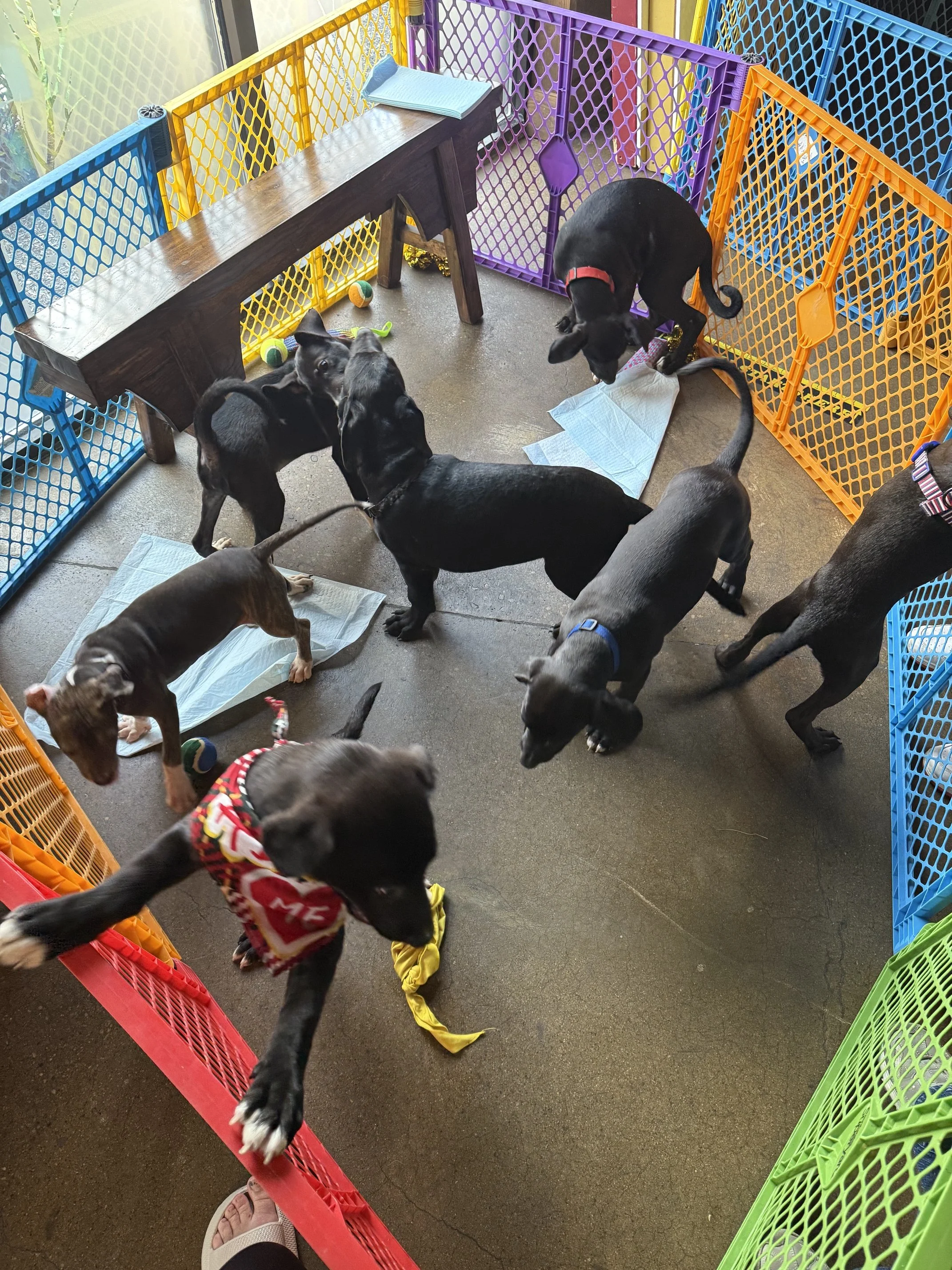 Friday Night Lights Adoption Event