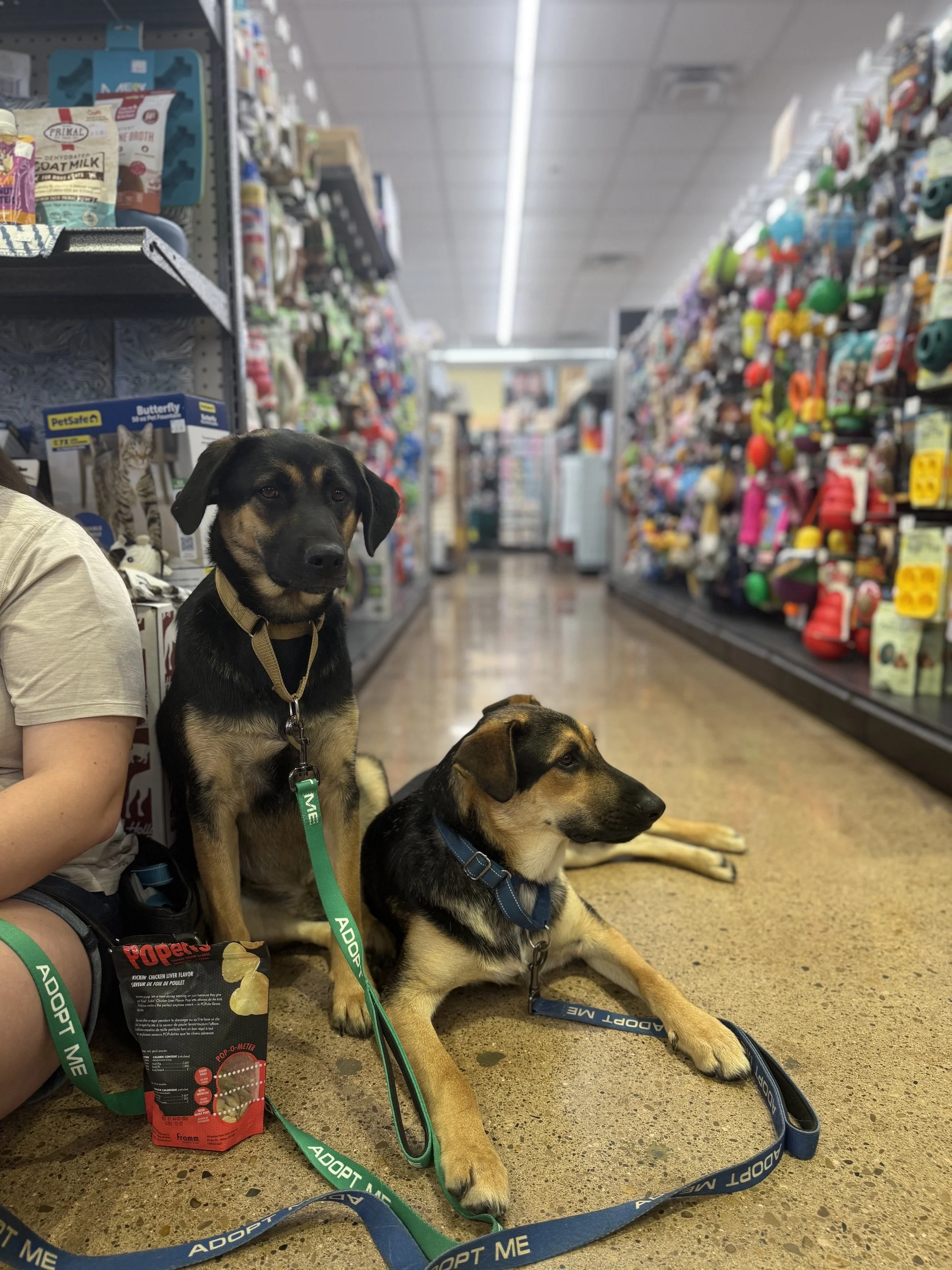Fall In Love Adoption Event