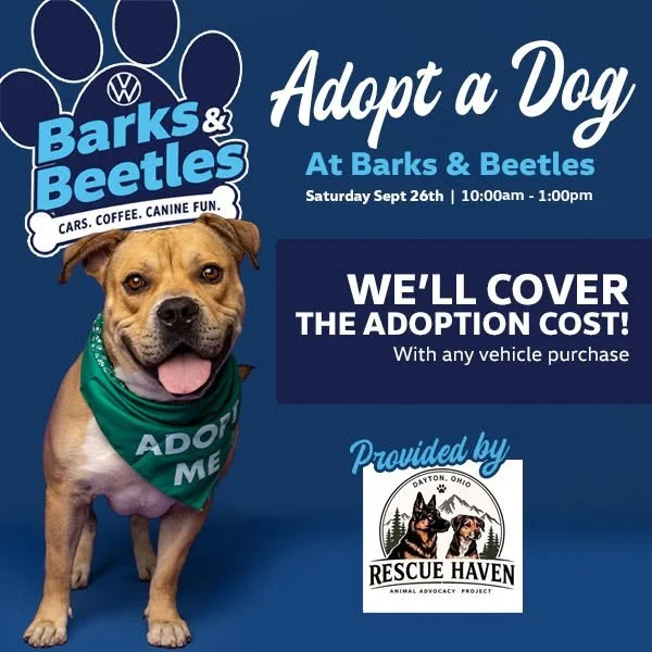 Barks and Beetles