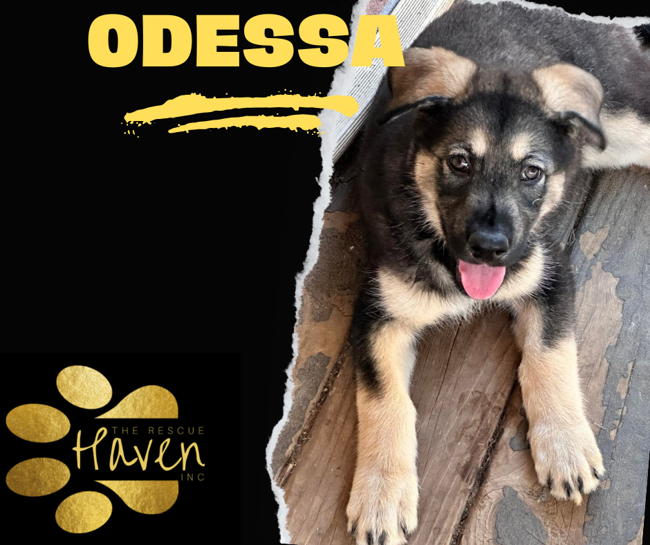 Odessa