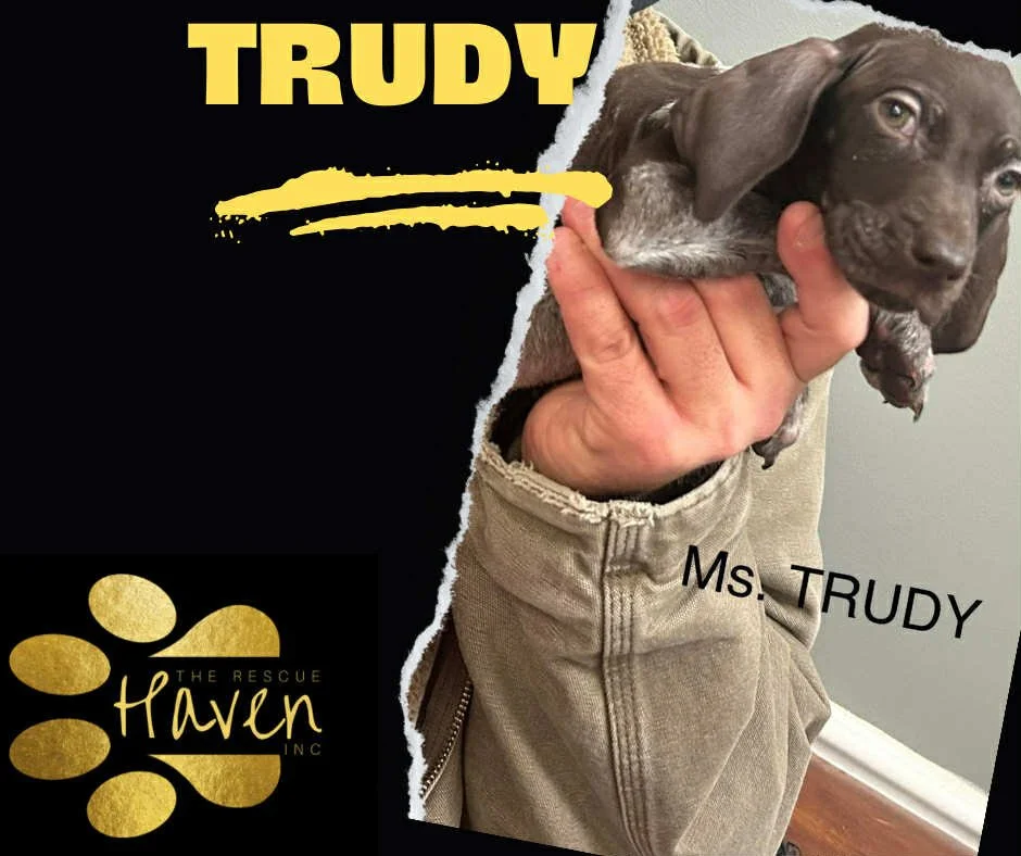 Trudy
