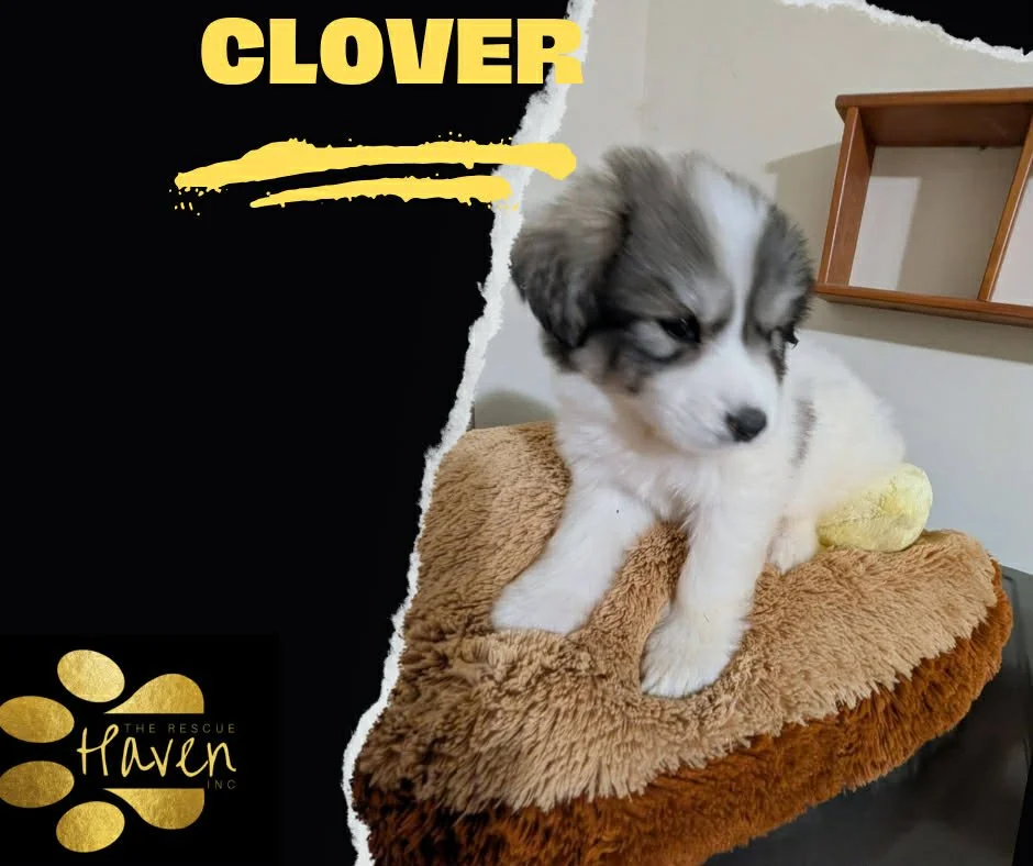 Clover