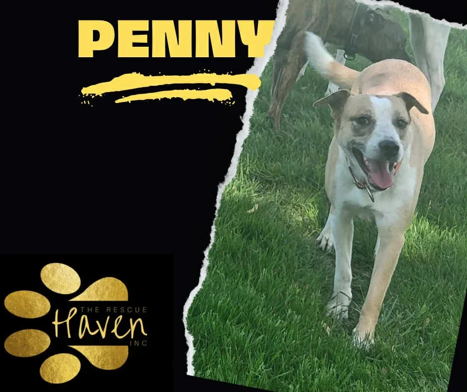 Penny