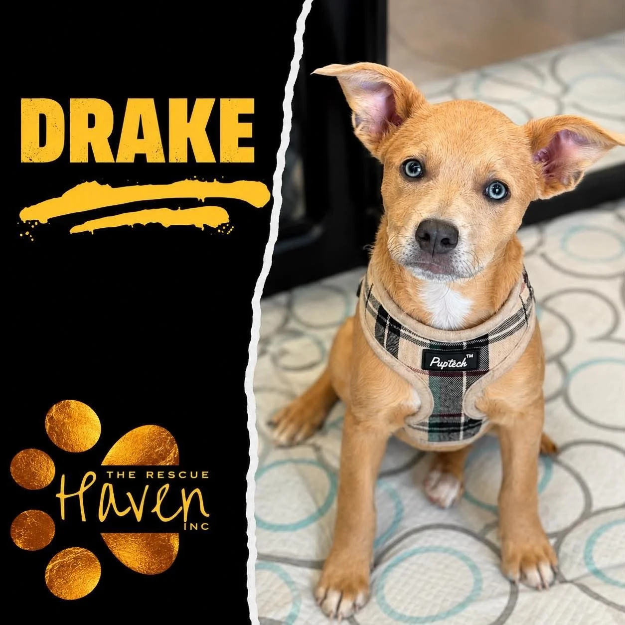 Drake