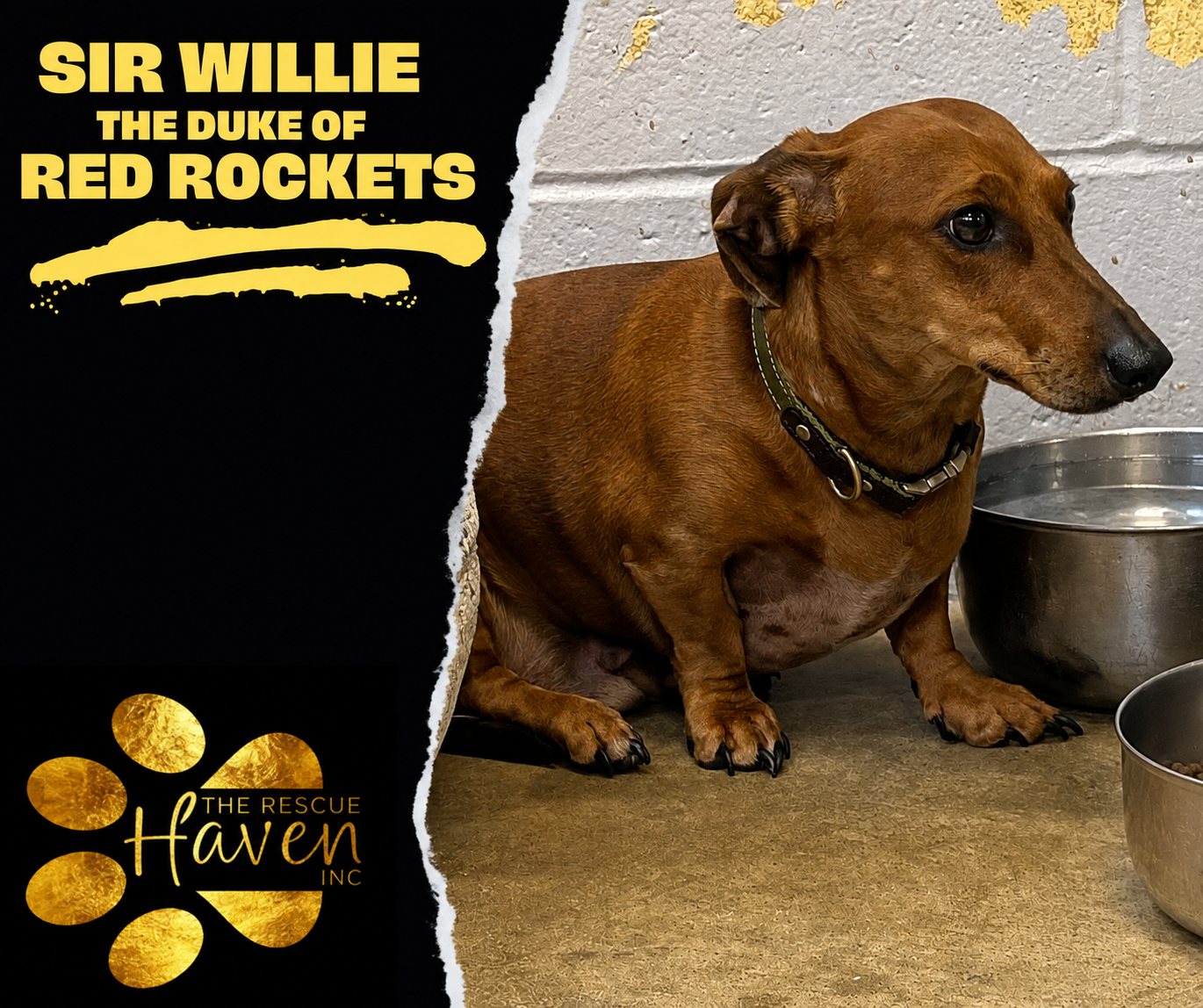 Sir Willie
