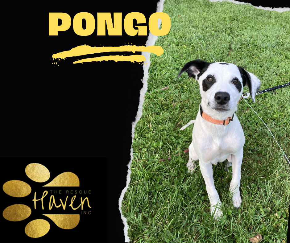 Pongo