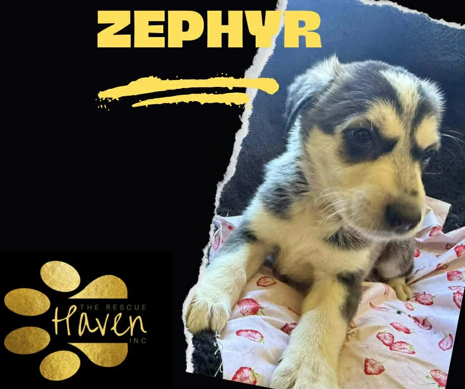 Zephyr