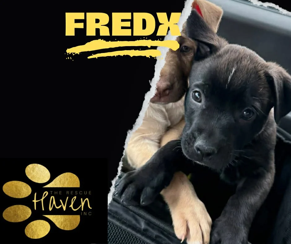 FredX
