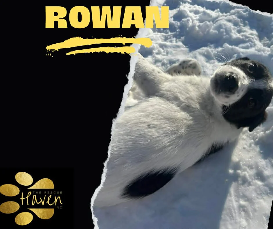 Rowan