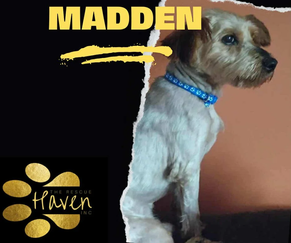 Madden