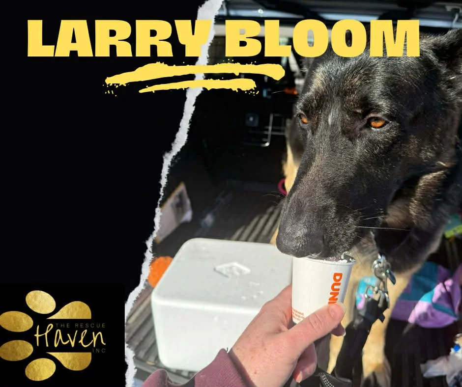 Larry Bloom
