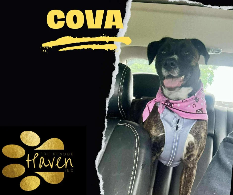 Cova