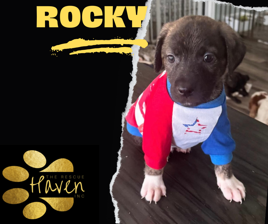 Rocky