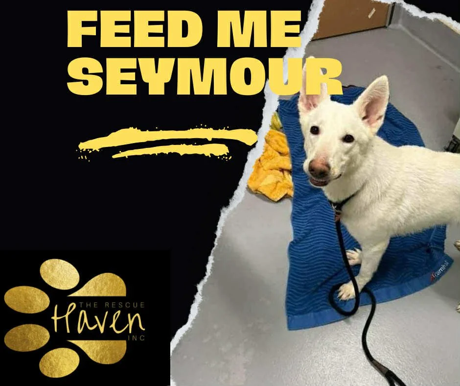 Feed Me Seymour