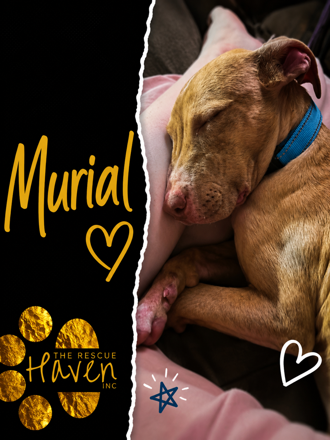 Murial