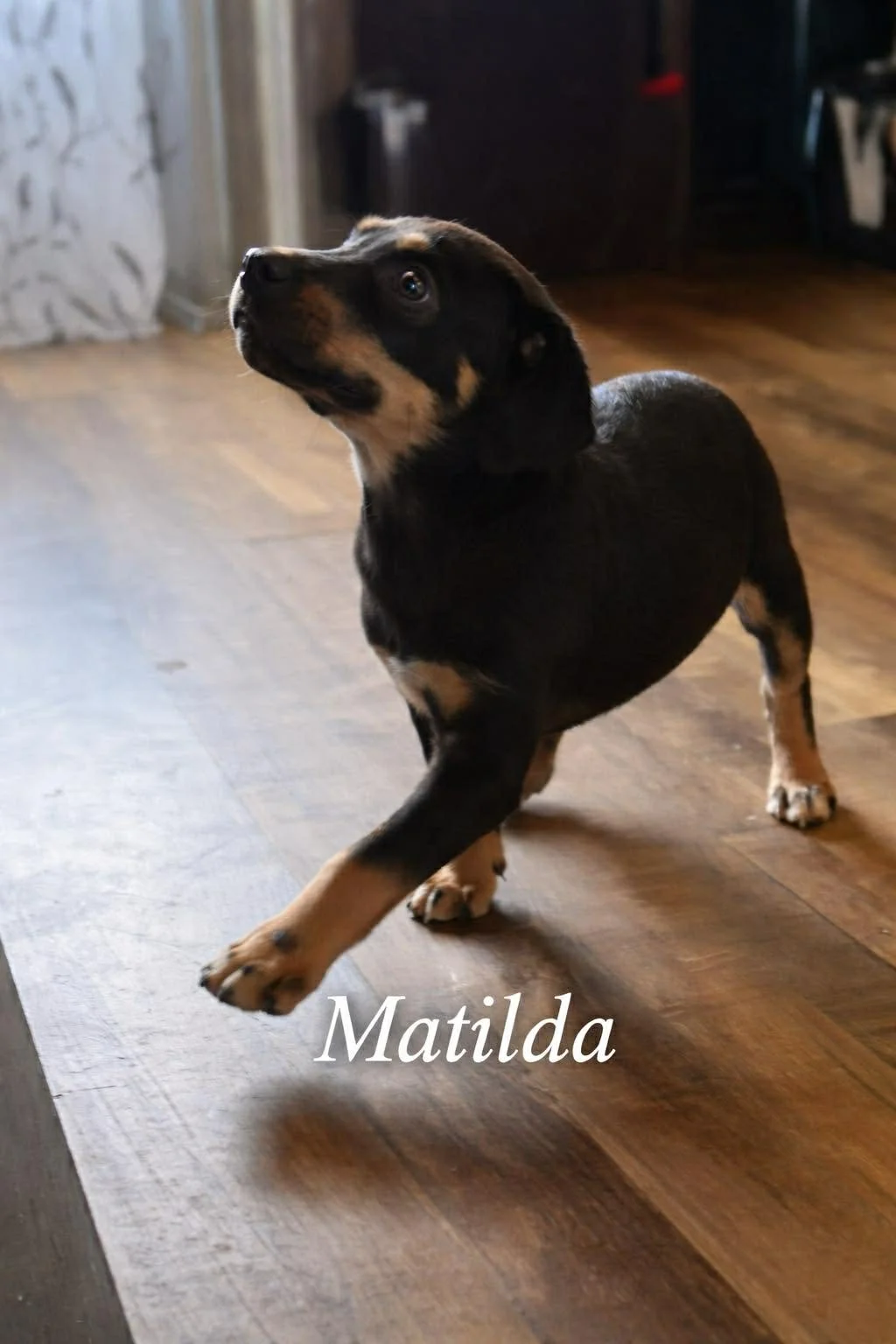 Matilda.jpg