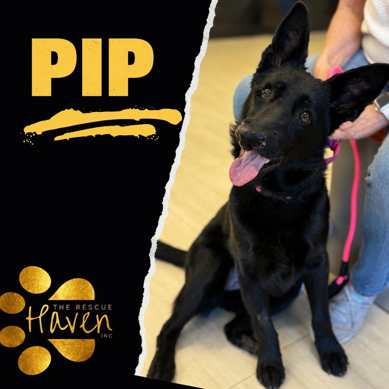 Pip