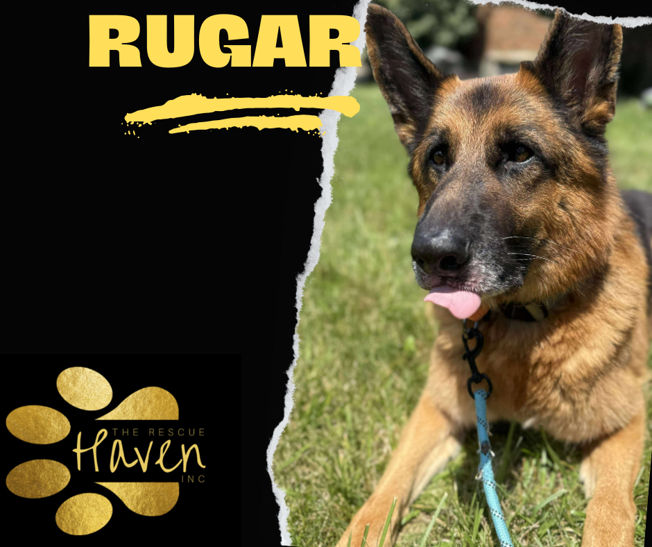 Rugar