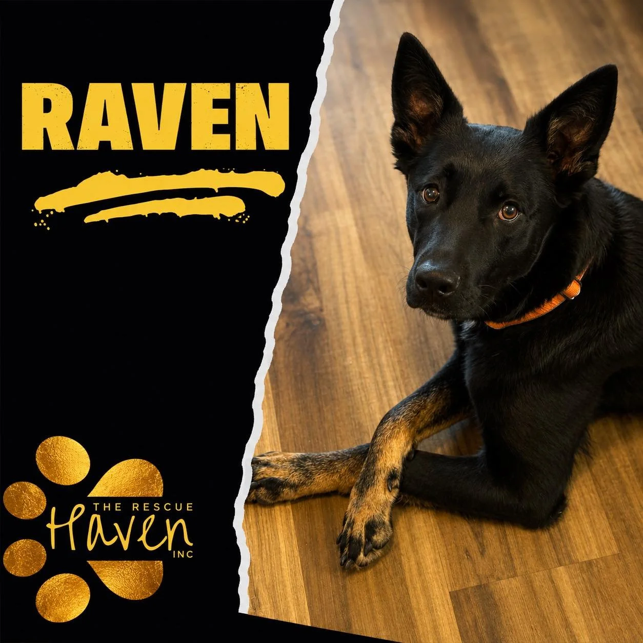 Raven