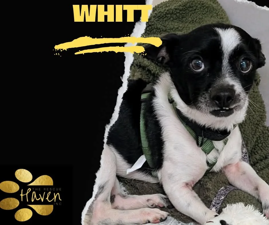Whitt