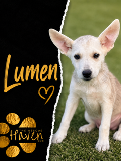 Lumen