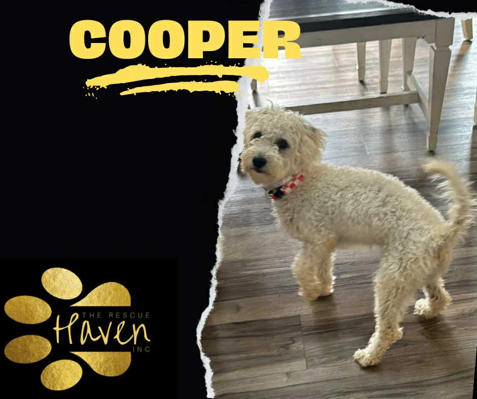 Cooper