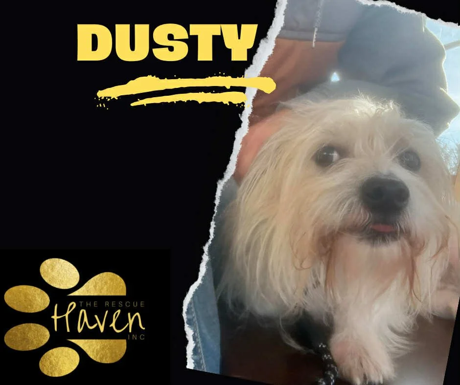 Dusty
