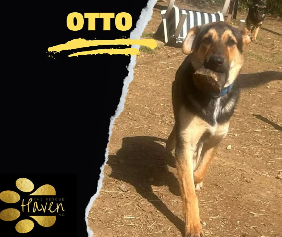 Otto