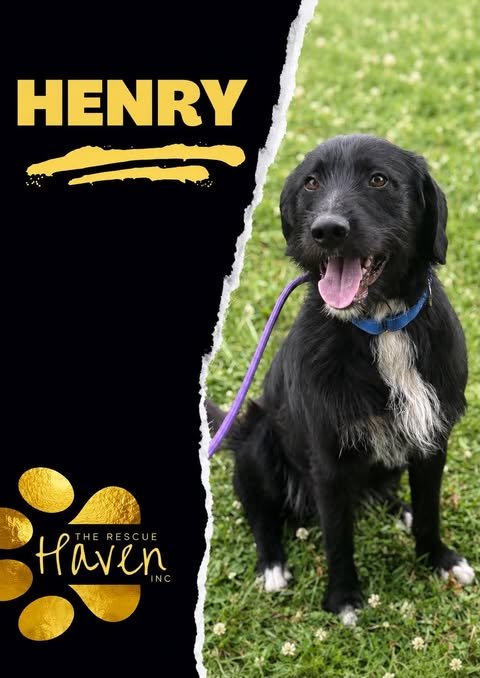 Henry