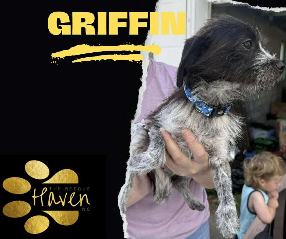 Griffin