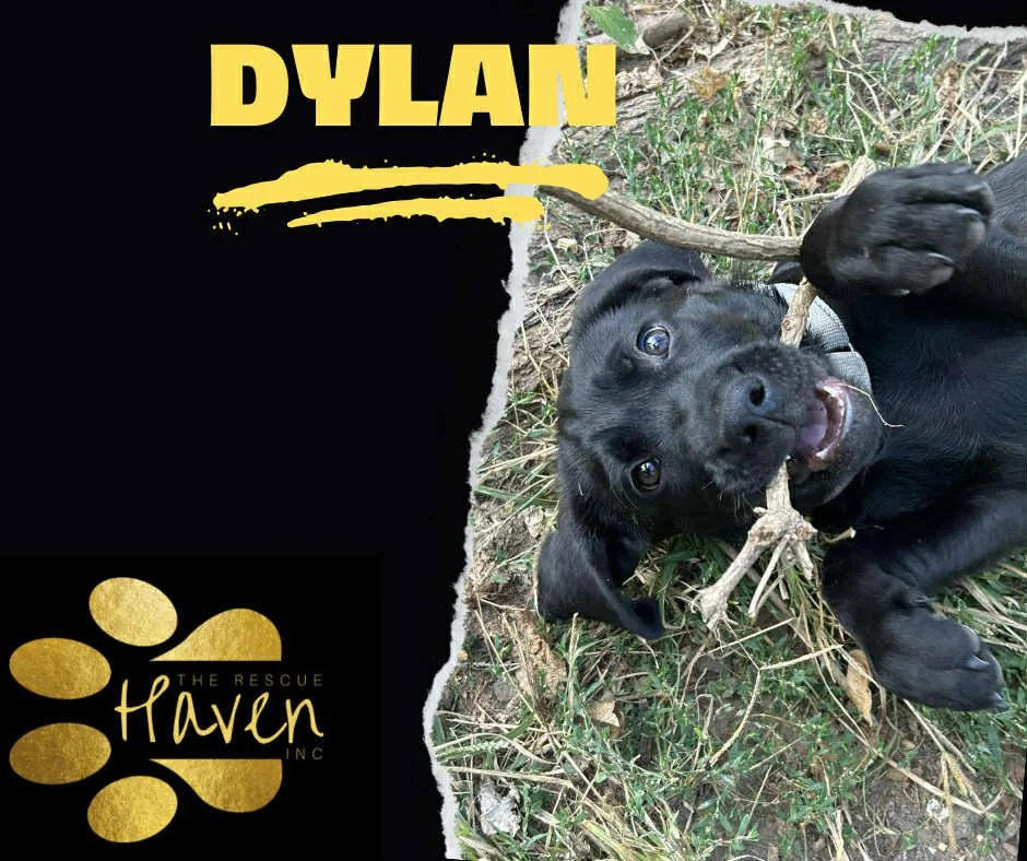 Dylan
